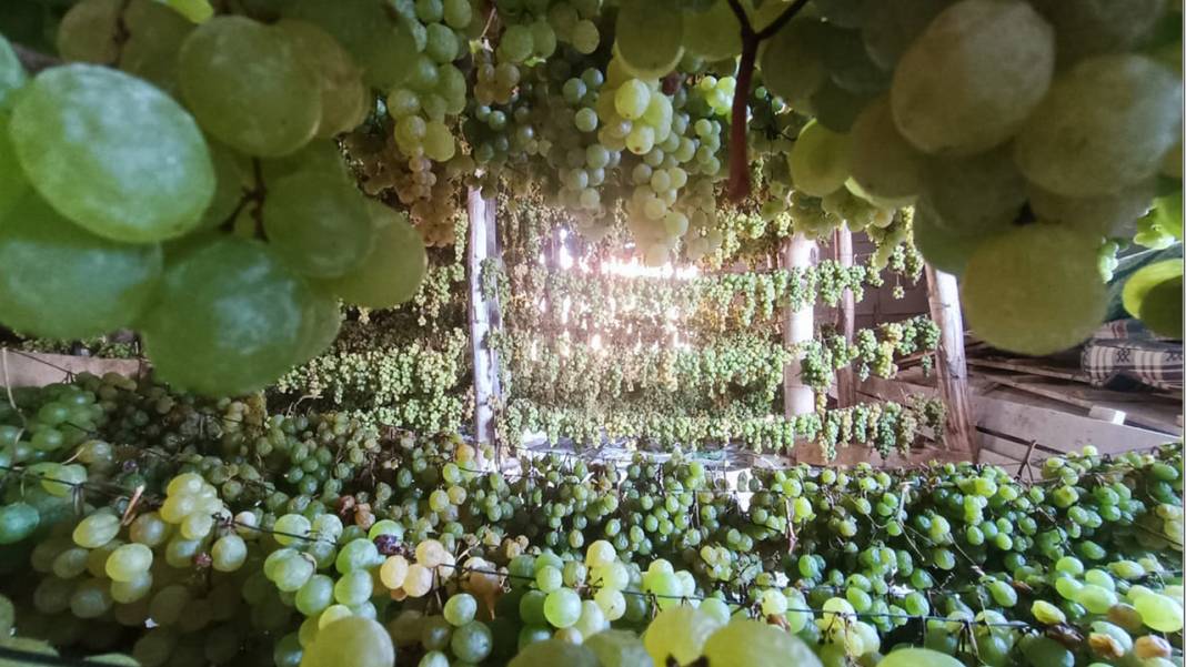 Konya’da yüz yıllardır süren bir gelenek: Üzüme farklı bir lezzet katıyor 3